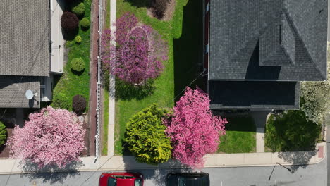 blooming trees in spring