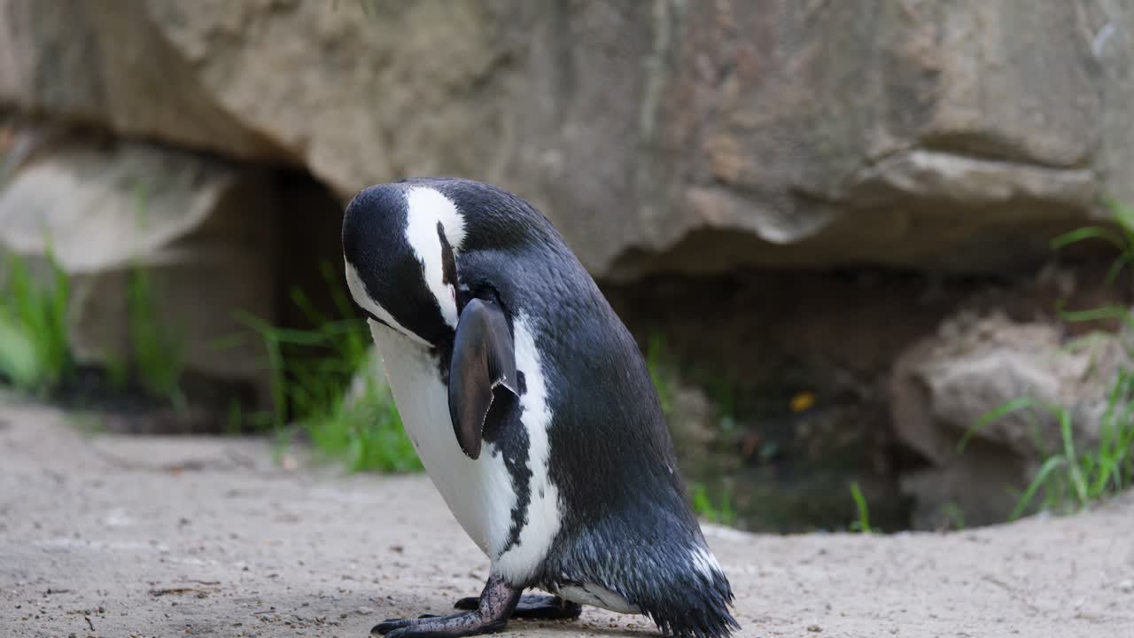 African penguin grooms feathers on sandy ground, natural daylight, stationary camera, rocky background