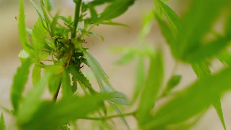 Close-up-of-marijuana-plant-blowing-in-the-wind