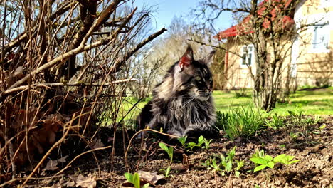 maine coon cat soaking up the sun in a garden in cesis, latvia