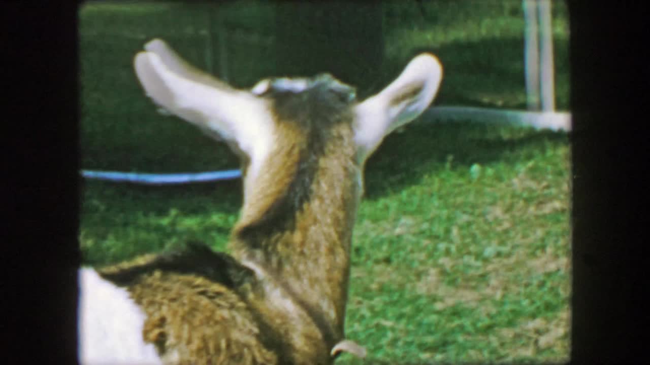 1957년: 애완동물 염소 정리, 공원에서 줄을 고 스스로 청소.