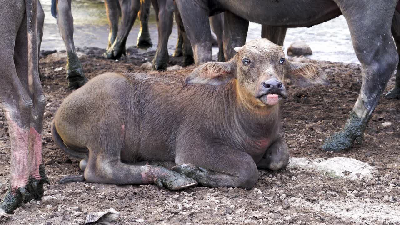 크로스 아이 버팔로 바닥에 누워