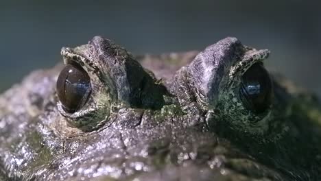 Primer-Plano-De-Los-Ojos-Del-Cocodrilo-Enano-Africano,-Bajo-Nivel,---Disparo-De-Primer-Plano