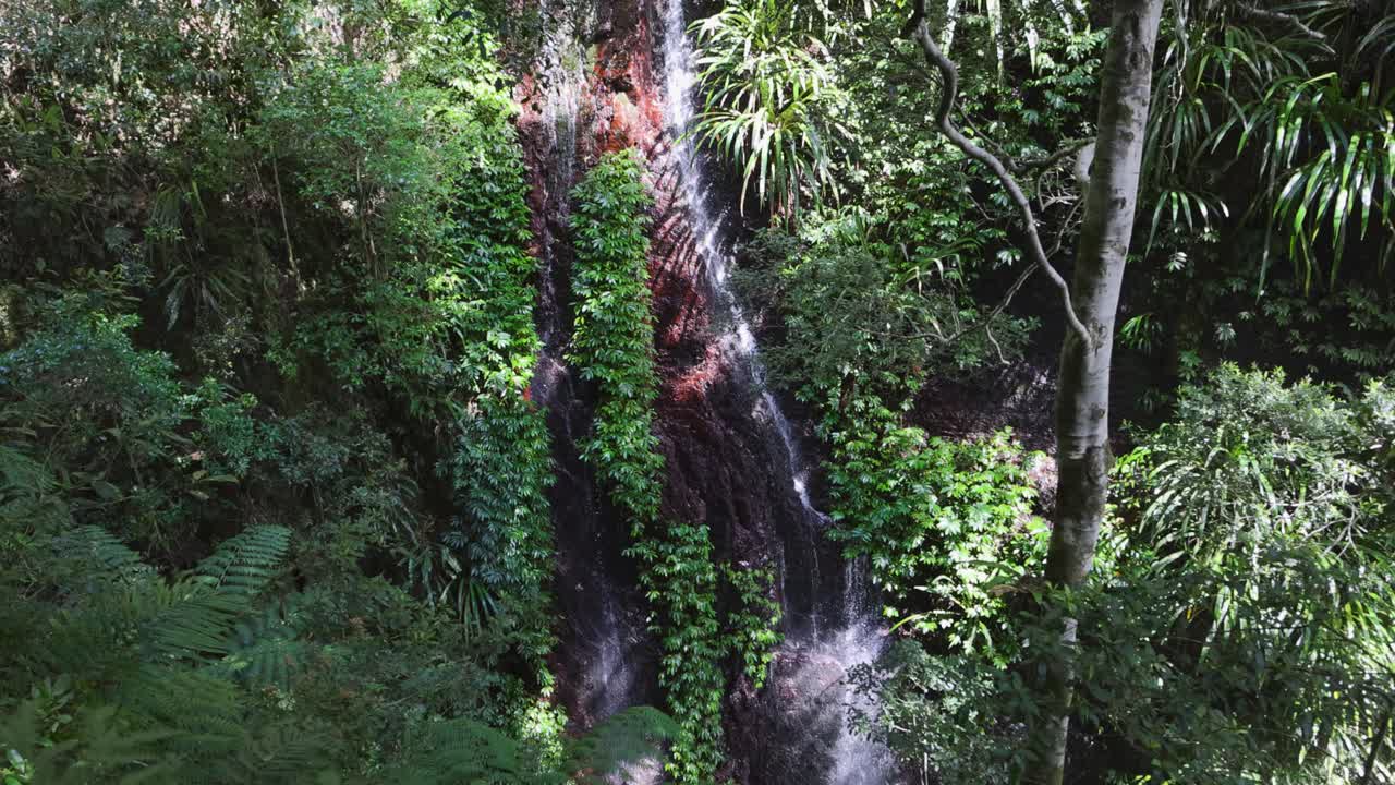 Cascata che scende attraverso una lussureggiante foresta pluviale verde