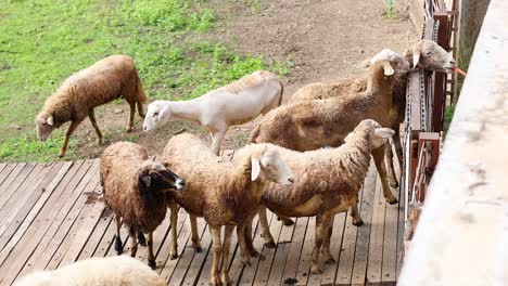 flock of sheep traversing a narrow bridge