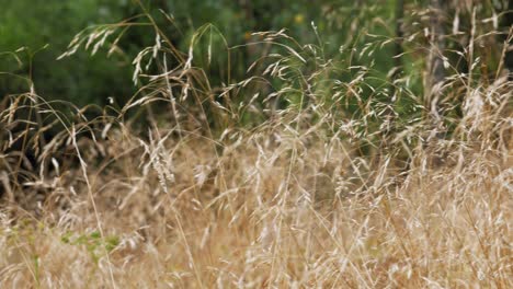 Avena-Silvestre-Común-Y-Hierba-Silvestre-Que-Se-Mecen-Suavemente-Con-El-Viento-En-Verano-En-Pradzonka,-Polonia