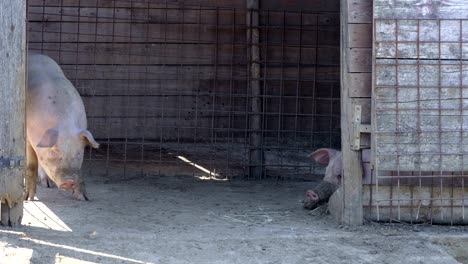 funny pigs in the stable - nature, countryside, animals