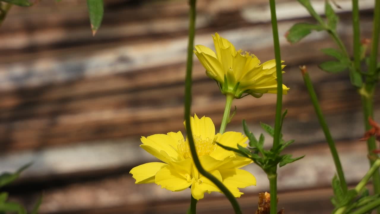 Adonis dell'Amur giallo - bellissimo fiore
