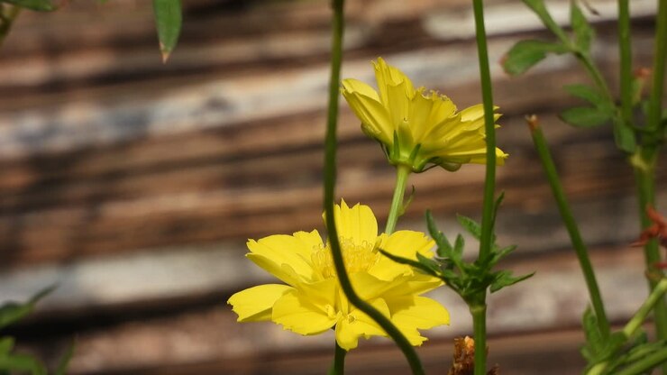Adonis dell'Amur giallo - bellissimo fiore
