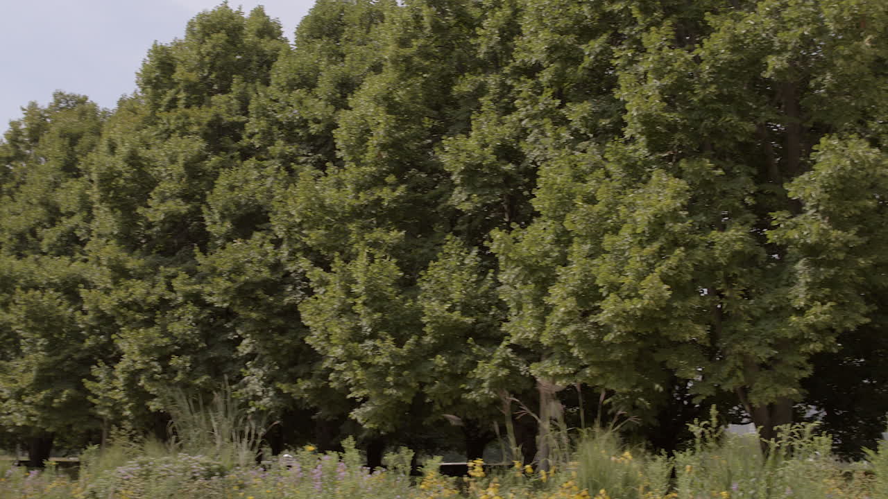 здания чикаго с деревьями в парке у озера мичиган