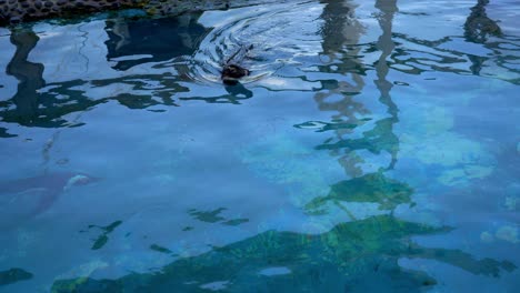 Pingüino-Nadando-En-El-Agua-Del-Acuario