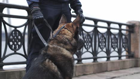 police dog - german shepherd with muzzle, standing alert for public safety duty