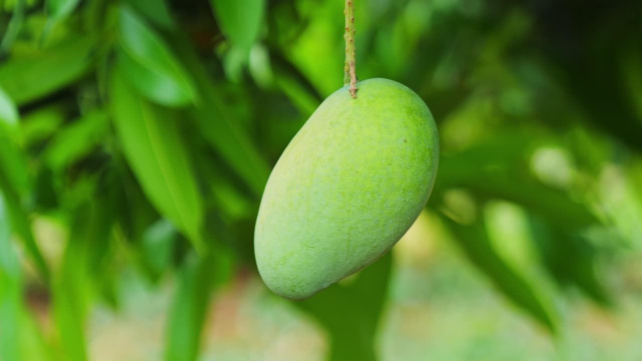 Raw mango hanging on tree Swinging due to wind with mango Leaves in the background, day time, close up, stable shot, 4k.
