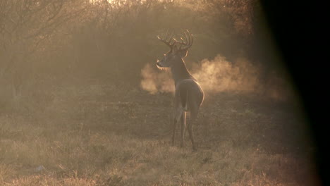 Ein-Weißwedelbock-In-Texas,-USA