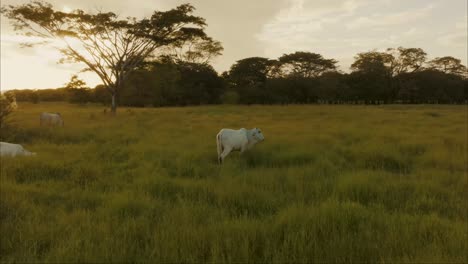 Bueyes-Blancos-Pastando-En-Pastos-Verdes-Al-Atardecer---Disparo-De-Drones