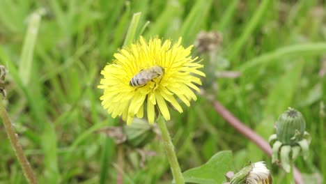 the bee collects nectar on the dandelion