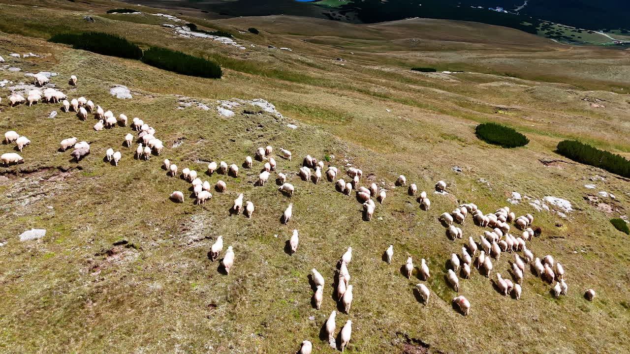 Big flock of white sheep rambling by the sunny hill of the mountain. Aerial perspective on the livestock searching for grass among the rocks