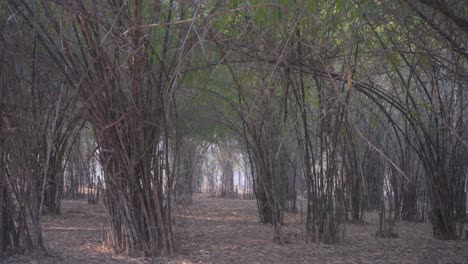 árbol de bambú alejar vista amplia