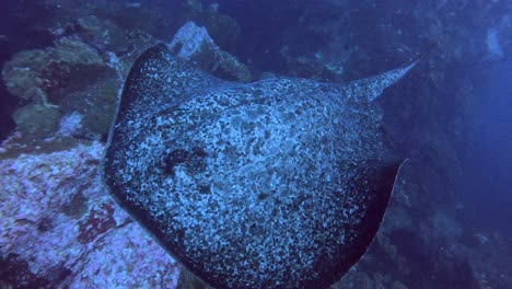 a big curious marble ray turning in front of the camera