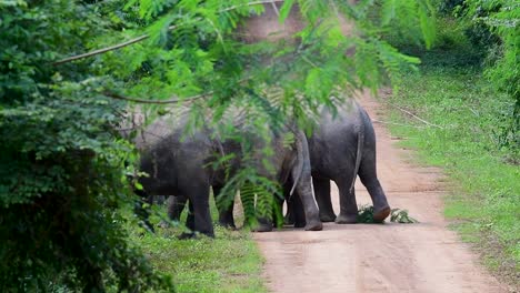 Los-Elefantes-Asiáticos-Son-Especies-En-Peligro-De-Extinción-Y-También-Son-Residentes-De-Tailandia