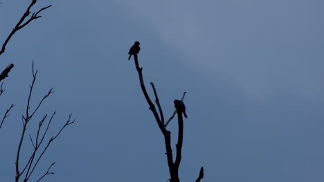 silueta de 2 pájaros pequeños en ramas sin hojas