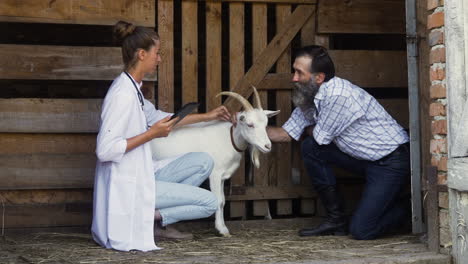 woman and man petting white goat