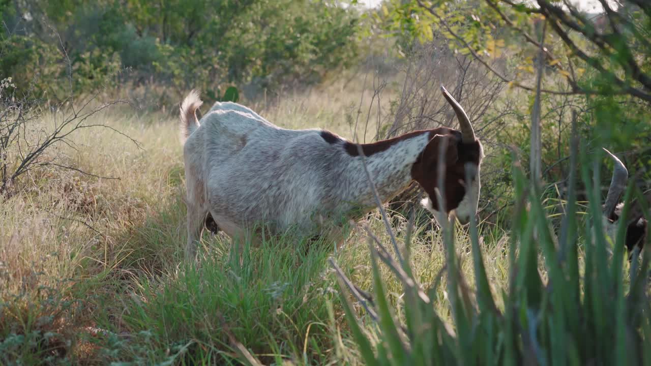 las cabras están comiendo hierba al aire libre, las cabras son miembros de la familia de animales bovidae, entorno natural durante el día soleado, concepto de animales domesticados