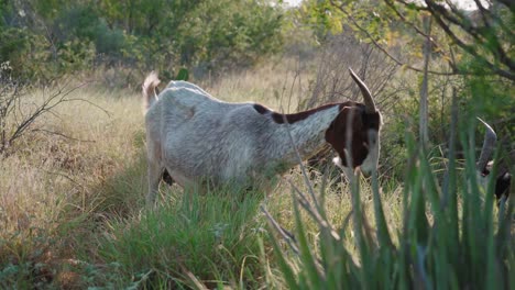 goats are eating grass outdoors, goats are member of the bovidae family of animals, natural environment during sunshine day, domesticated animals concept