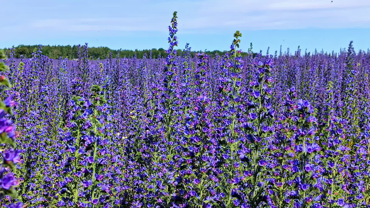 Closeup of a lavender field, violet lilac flowers in a green field with blue sky