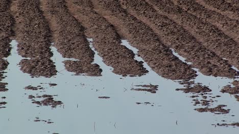 close up of flood irrigation in california, usa