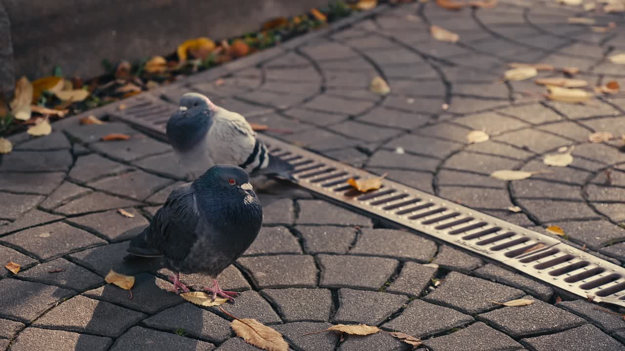 Urban pigeons gather expectantly for food on paved city park walkway