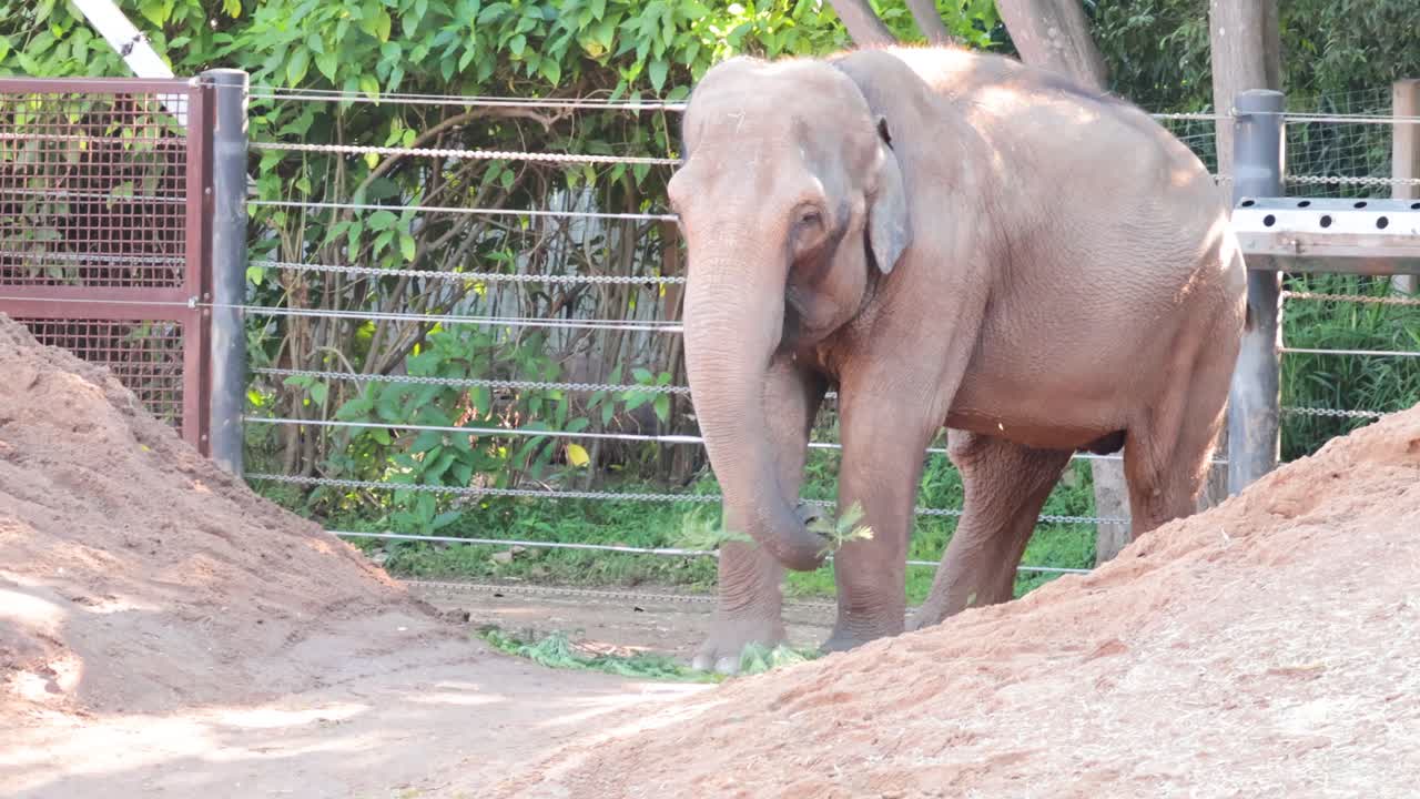 동물원 에 있는 코끼리 가 잎 을 먹고 있다