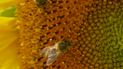 group of bees collecting pollen of tasty yellow sunflower during sunny day in summer, macro shot