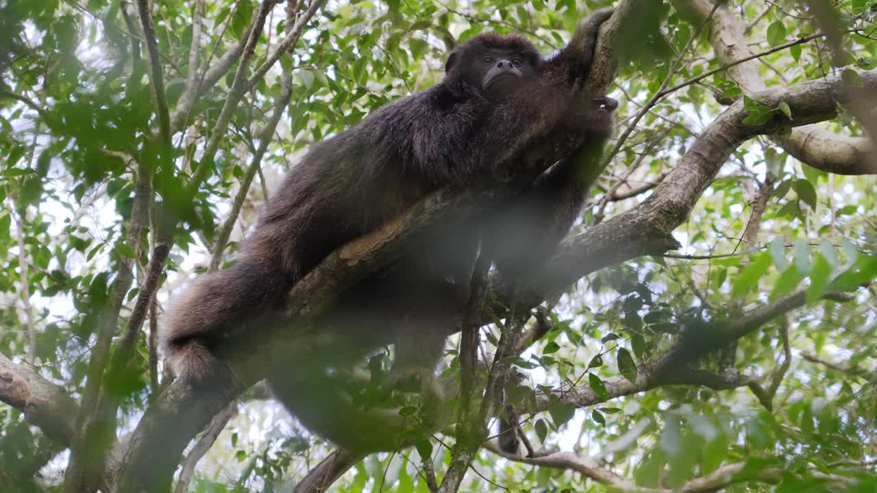 mono aullador negro macho durmiendo en una rama en el dosel del árbol