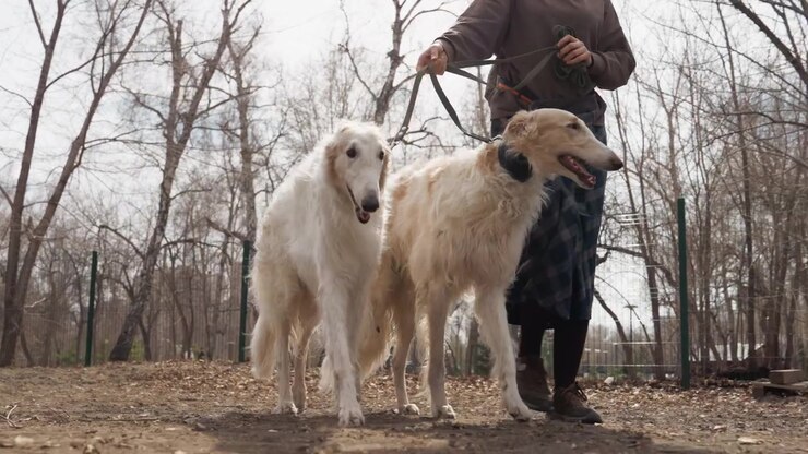 Una donna porta a spasso due cani bianchi al guinzaglio attraverso un parco con alberi spogli e foglie sparse. I soggetti si muovono costantemente lungo un sentiero sterrato mantenendo una stretta vicinanza tra loro e con il conduttore.