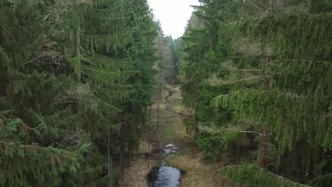 drone flight between the branches of coniferous trees