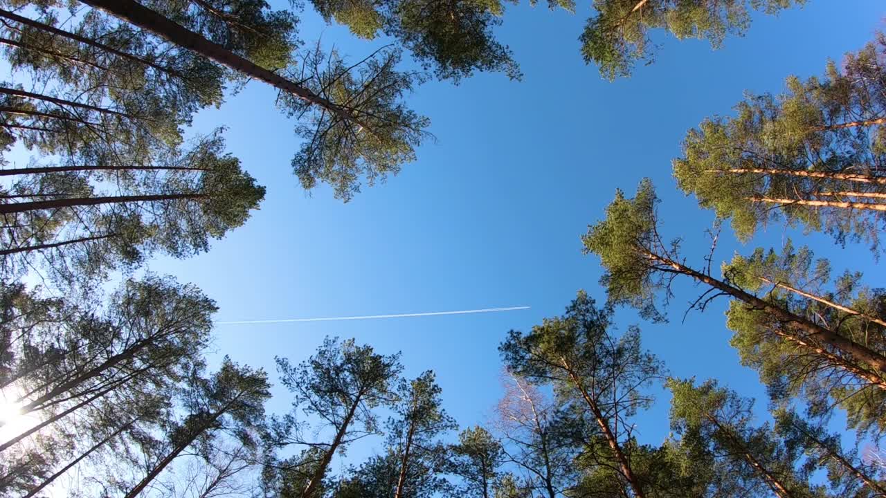 View of the plane through the pine trees. Beautiful view from the bottom up