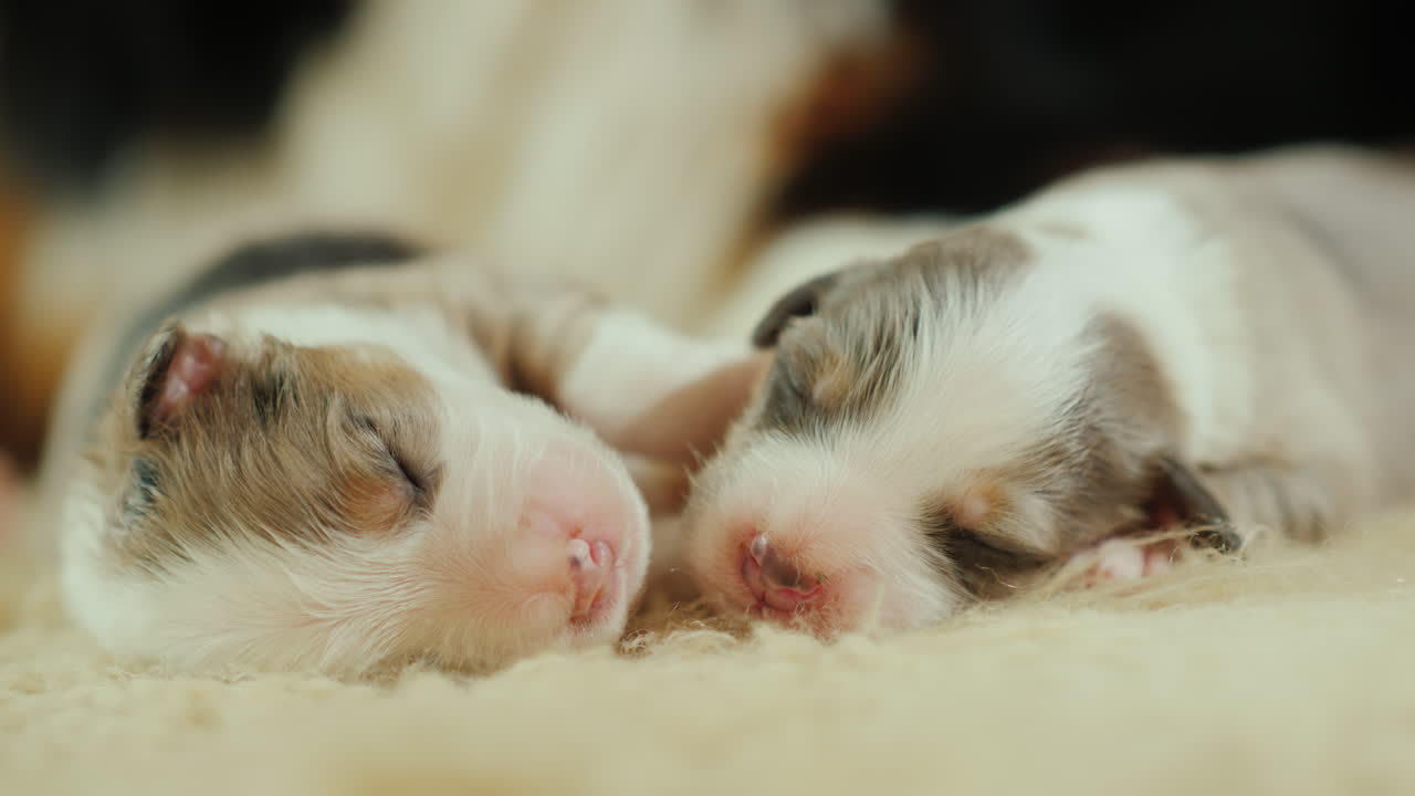 Cachorra cuida de seus filhotes recém-nascidos 05