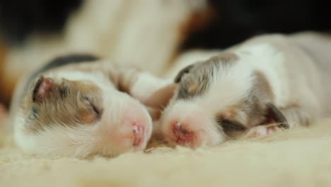 Hund-Kümmert-Sich-Um-Ihre-Neugeborenen-Welpen-05