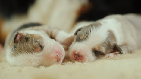 perro cuida a sus cachorros recién nacidos 05