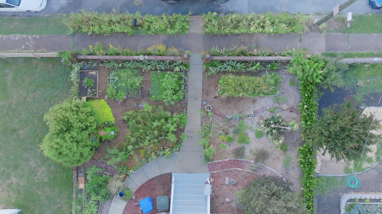 Wide top down aerial drone footage of a sprinkler in a garden that is watering the plants.