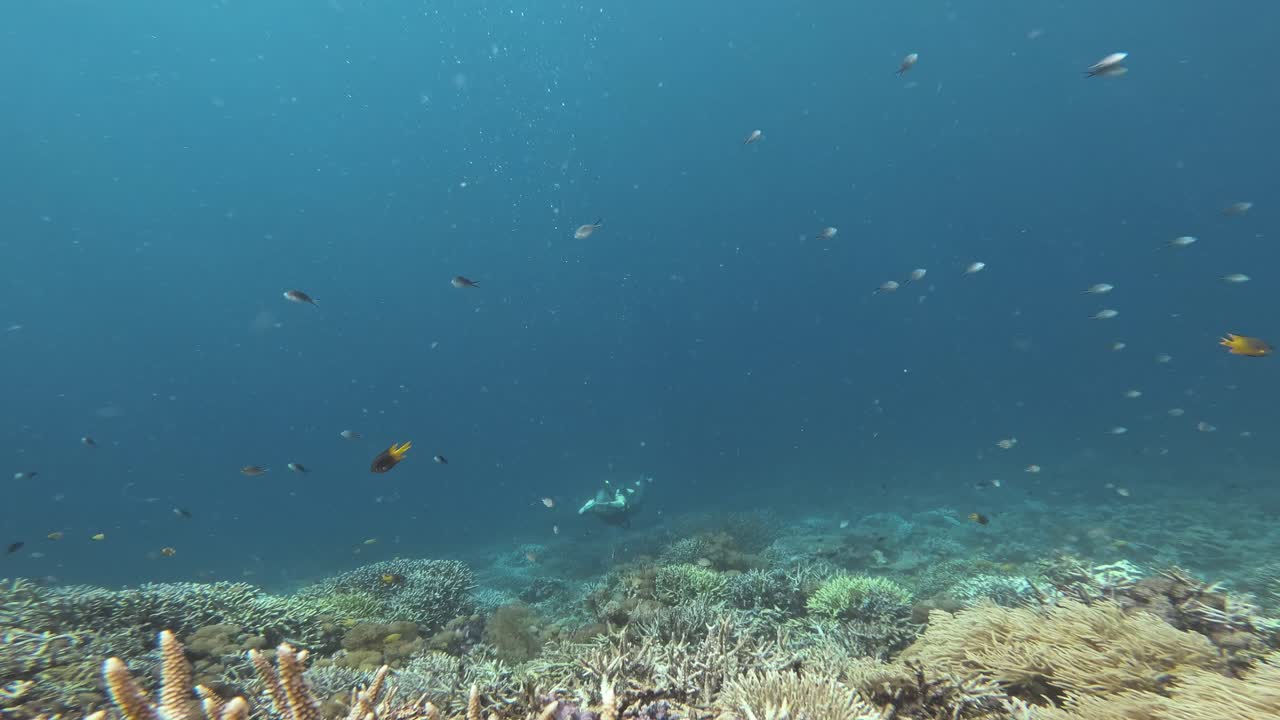 자유 다이버는 다채로운 물고기와 산호로 둘러싸인 활기찬 산호초에 몰입합니다.