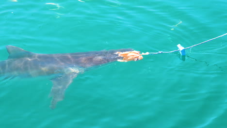 shark lured to cage with bait