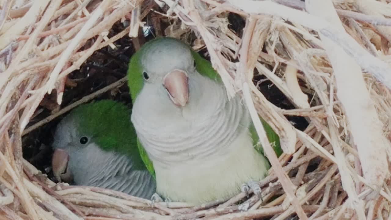 Two green parrots nestled in a warm, straw nest, captured in a close-up shot. Natural texture and cozy details enhance the intimate atmosphere in soft lighting