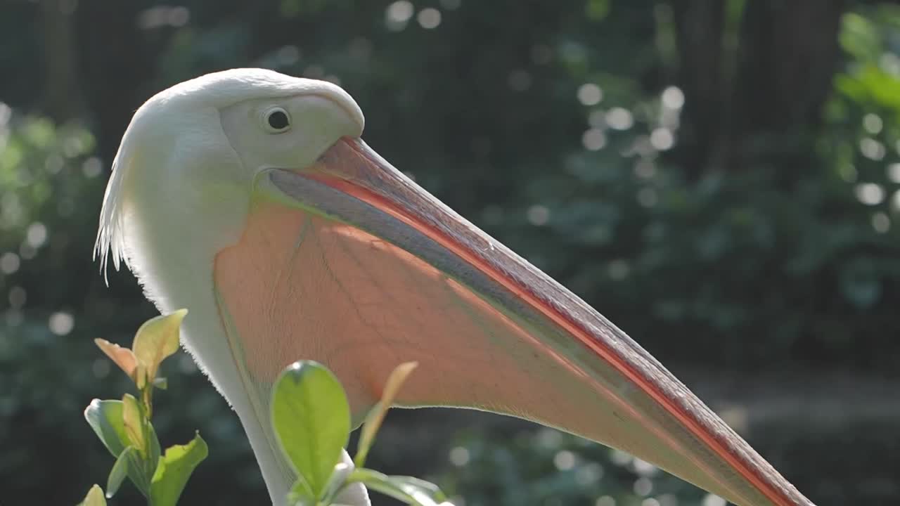 Close-up of a White Pelican's Head and Beak