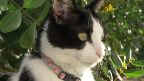 Black-and-white-Cat-looking-at-the-camera