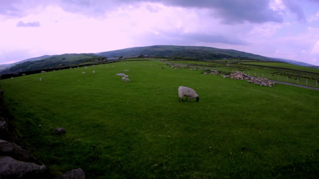 sheep grazing in a managed field in the english countryside