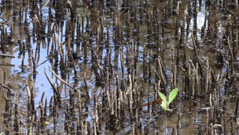 mangrove seedling emerging in a muddy wetland
