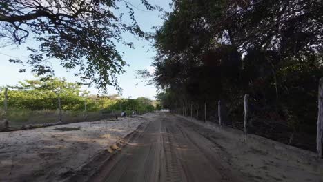 dolly out shot on a sand road passing a canopy of green tropical trees and plants in the countryside of tibau do sul in rio grande do norte in northeastern brazil on a clear blue sunny summer day