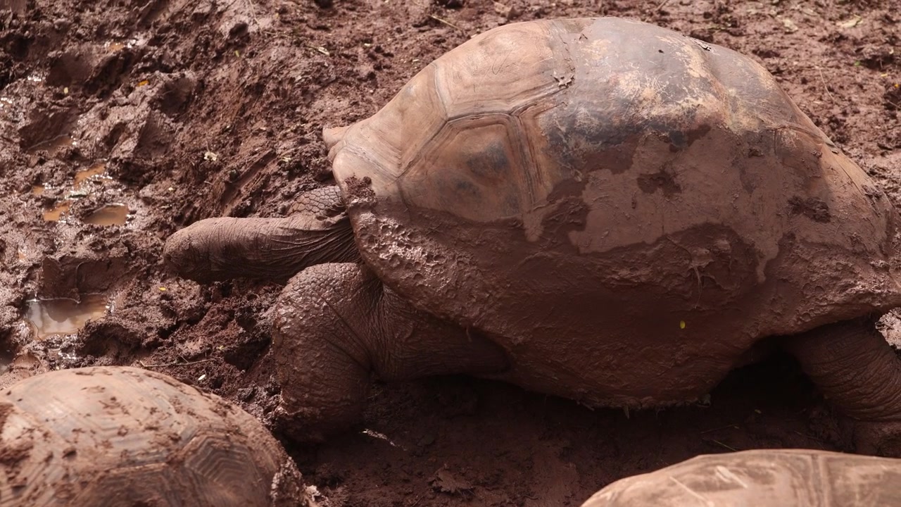 Primo piano di tartarughe giganti di Aldabra che si muovono lentamente sul terreno in un habitat naturale a Mauritius. Questi rettili massicci e antichi sono emblematici della biodiversità e della conservazione insulare